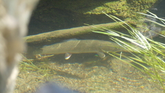 Salvelinus confluentus