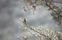 Zosterops abyssinicus