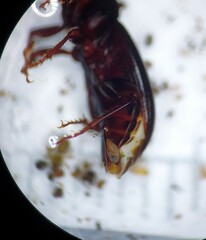 Pterostichus sayanus