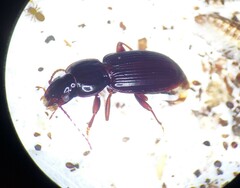 Pterostichus sayanus
