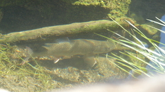 Salvelinus confluentus