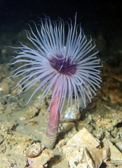 Pachycerianthus solitarius