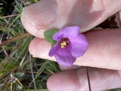Rhexia nuttallii