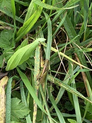Mecostethus parapleurus