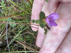 Rhexia nuttallii