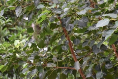 Ficus religiosa