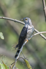 Cuculus micropterus