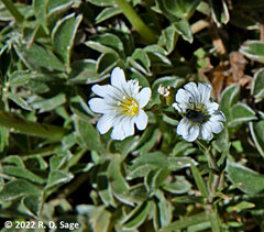 Cerastium arvense