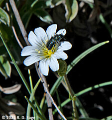 Cerastium arvense