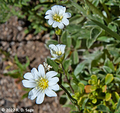 Cerastium arvense