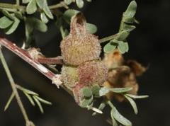 Tanaostigmodes howardii