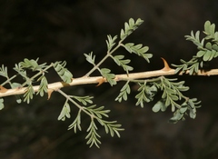 Mimosa aculeaticarpa