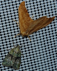 Falcaria lacertinaria