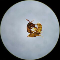 Stigmatomma pallipes