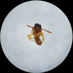 Stigmatomma pallipes