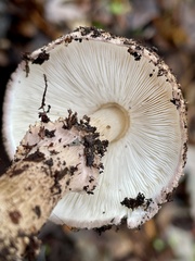 Echinoderma