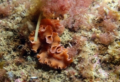 Yungia aurantiaca