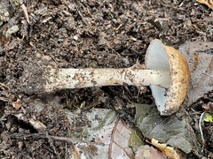 Echinoderma