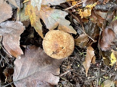 Echinoderma