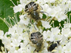 Trichiotinus assimilis