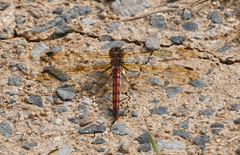 Sympetrum striolatum imitoides