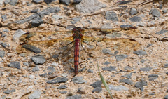 Sympetrum striolatum imitoides