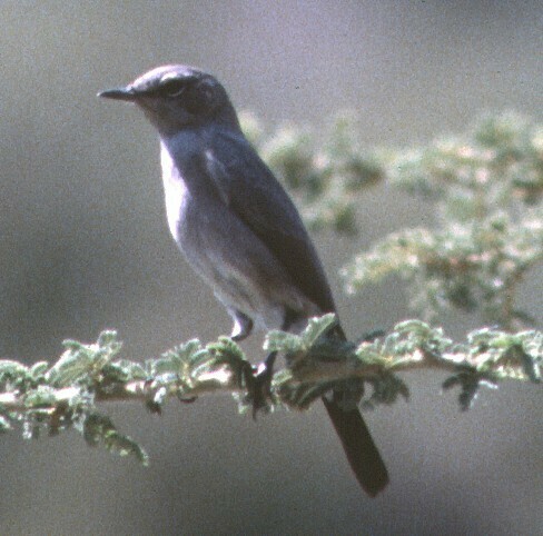 Blackstart