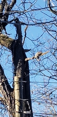 Sciurus carolinensis