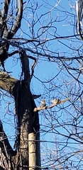 Sciurus carolinensis