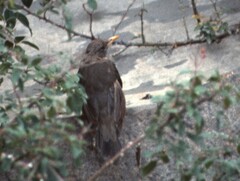 Turdus menachensis