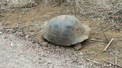Chelonoidis niger