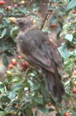 Turdus menachensis