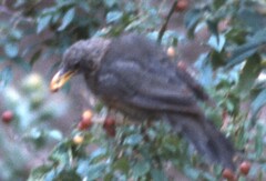 Turdus menachensis