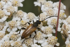 Pseudovadonia livida