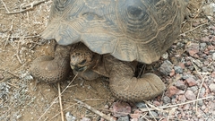 Chelonoidis niger