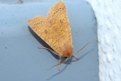 Xanthia gilvago