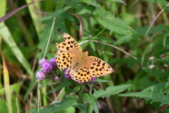 Argynnis laodice