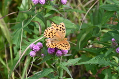 Argynnis laodice