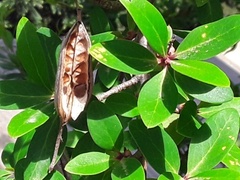 Embothrium coccineum