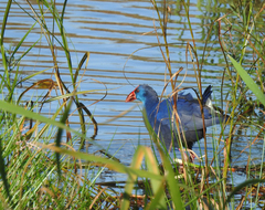 Porphyrio porphyrio