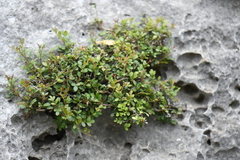 Fraxinus greggii