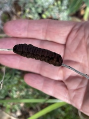 Spodoptera latifascia