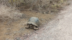 Chelonoidis niger