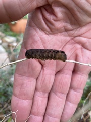 Spodoptera latifascia