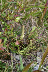 Orostachys maximowiczii