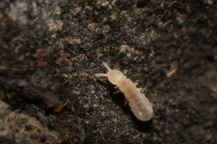 Onychiurinae