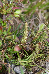 Orostachys maximowiczii