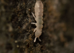 Onychiurinae