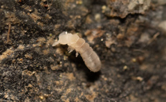 Onychiurinae