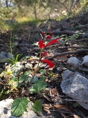 Salvia roemeriana